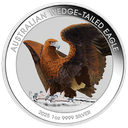 Australian Wedge-Tailed Eagle 1oz Silver Coin 2025 colored - Coincard